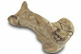 Dinosaur (Triceratops) Metatarsal (Foot Bone) - Montana #245949-3
